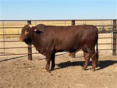 2 1/2 YO Registered Beefmaster Bull 