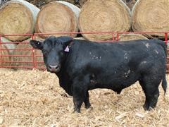 CF Juneau 643 16116 2yr Old Bull 