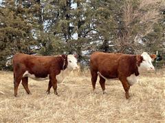 5) 3-4 YO Reg. Hereford Bred Cows (Bred Blk Angus) (BID PER HEAD) 