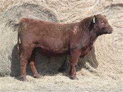 LTH SILVER 024K Red Angus Bull 