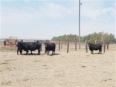 3) Black Angus 10-11 Year Old Bred Cows (BID PER HEAD) 