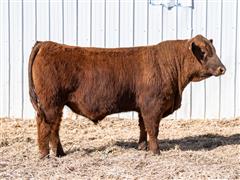 Electrify 335L (Red Angus) 