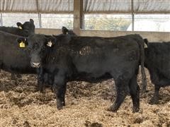 Commercial Angus Bred Heifers (Bid Per HEAD) 