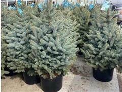 Blue Spruce Trees 