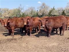 60) Red Angus Steers (BID PER LB) 