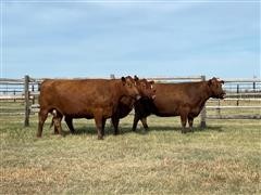 3) Reg Red Angus 9YO Fall Bred Cows (BID PER HEAD) 