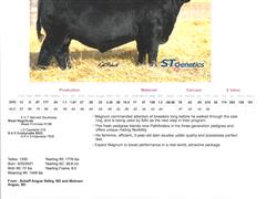 magnum bull pedigree.jpg