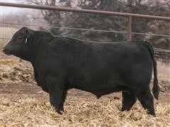 HA Flat Top 171 (Yearling Angus Bull) 