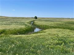 Stream and Grass north side.jpg