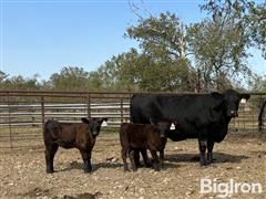 2) Reg. Angus Comin' 5-6 YO AI Bred (BID PER PAIR) 