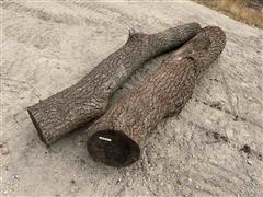 Walnut Tree Stumps 