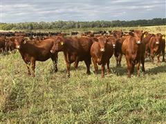 10) Red Angus Bred Heifers (BID PER HEAD) 