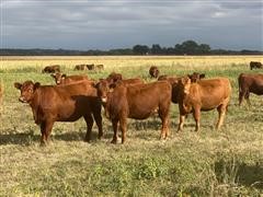 10) Red Angus Bred Heifers (BID PER HEAD) 