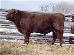 JUANA STOCK 201 (2 YO Red Angus Bull) 