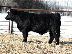 BC SAM 1721 (Simmental) 