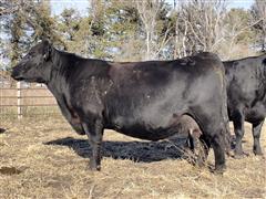 4) Angus 7-9-10 YO Bred Cows (BID PER HEAD) 