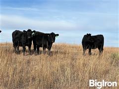 stock black heifers 6.jpg