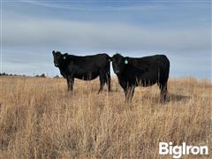 stock black heifers 5.jpg