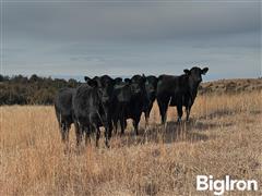 stock black heifers.jpg