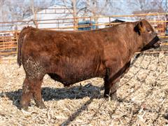 D&D DECADE 29K (Heifer Bull) 