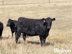 9) Angus Bred 3 YO Cows (Bred Wagon Wheel Angus) (BID PER HEAD) 