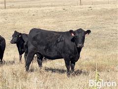 9) Angus Bred 3 YO Cows (Bred Wagon Wheel Angus) (BID PER HEAD) 