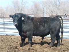 Commercial Angus 2.5 YO Bull #18 