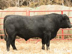 CF Ledger 053 21020 23091 2 YO Angus Bull 