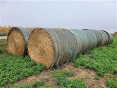 3rd Cutting Alfalfa 