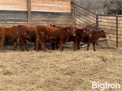 17) Purebred Red Angus Open Replacement Heifers (BID PER HEAD) 