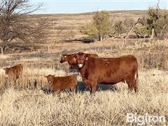 10) Reg. Red Angus 1A 3-5 YO Fall Pairs (BID PER PAIR) 