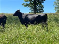 7) 9 YO Sim/Angus Fall Bred Cows (BID PER HEAD) 