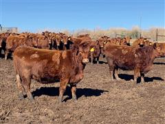 5) PB Red Angus Bred Heifers (Bred Akaushi) (BID PER HEAD) 