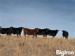 stock red heifers 4.jpg