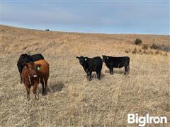 stock red heifers 5.jpg