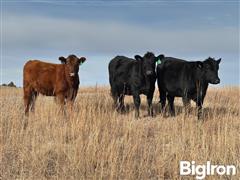 stock red heifers 3.jpg