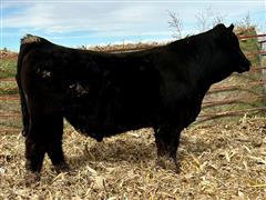 YR 9048 (PB Simmental Bull) 