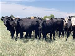 59) 920 Lbs. 90% Angus - 10% Blk/Red Char Cross Steers (BID PER LBS) 