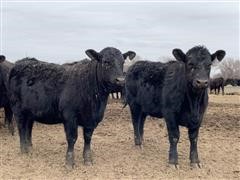 Black Angus Open Replacement Heifers (BID PER HEAD) 