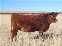 Red Angus Bred Heifer 253 