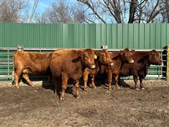 4) Reg. Red Angus (Coming 5-7 YO) (BID PER HEAD) 