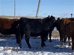 items/a65cdcb43aa2ed119ac40003fff922e3/1blackangusbredheifers_0447aacc90544163bd021863f41391fc.jpg