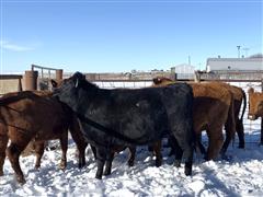 1) Black Angus Bred Heifer 