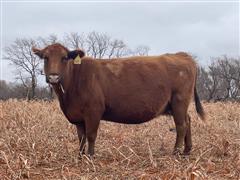 11) Short Term Red Comm. Bred Cows (BID PER HEAD) 