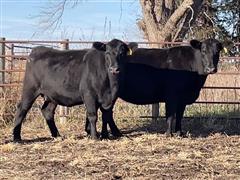 5) Angus 3-4 YO Bred Cows (BID PER HEAD) 