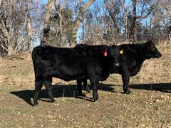 3) F1 Wagyu 18-Month-Old Open Replacement Heifers (Not Exposed) (BID PER HEAD) 