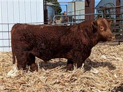 J BAR T Quantum Leap 413J (2 YO Simmental) 