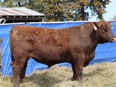 SRA 1769 MERLIN Red Angus Bull 