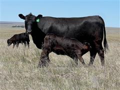 5) Blk Angus 1st Calf Heifer Pairs (BID PER PAIR) 