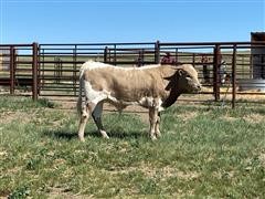 Longhorn 7 Month Old Bull Calf 